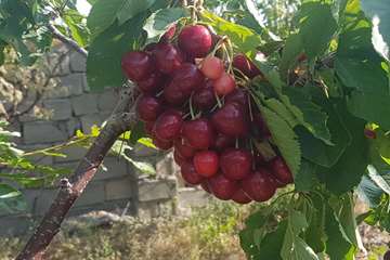 گیلاس 2
